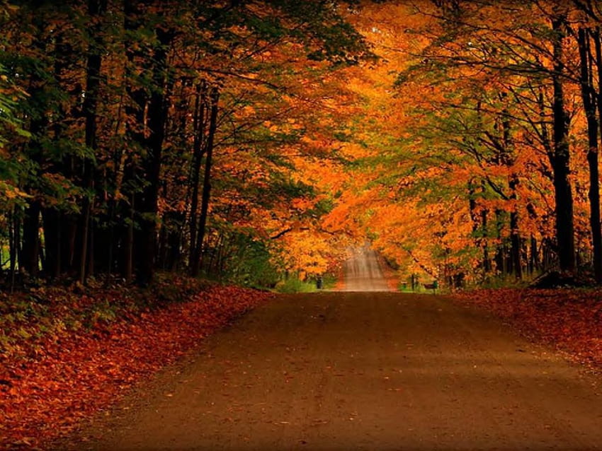 Пътят през есента, дървета, път, гора, есенна зеленина HD тапет