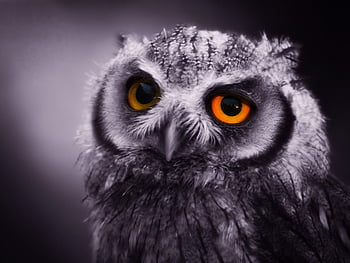 Page 2 | owl eyes HD wallpapers | Pxfuel