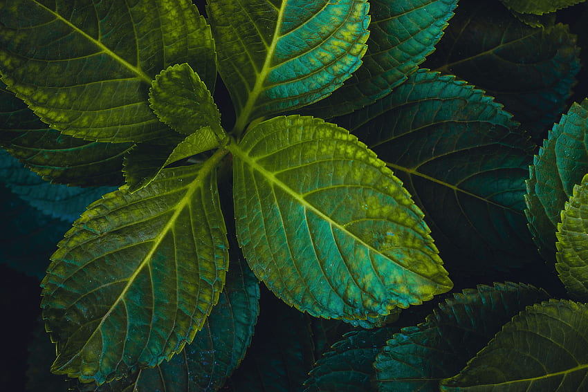 Green leaves, close up HD wallpaper