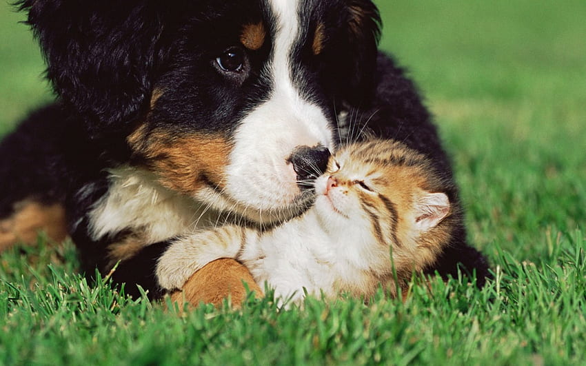 かわいい友情、動物、犬、子猫、愛、猫、草、友達、ペット 高画質の壁紙