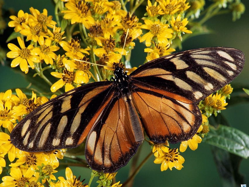 clearwinged 나비, 날개, 섬세한, 색상, 예쁜 HD 월페이퍼
