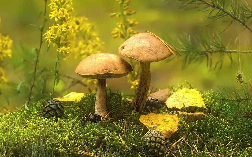 Mushrooms, pine cone, macro, moss, spider HD wallpaper