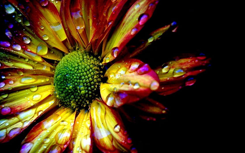 พื้นหลัง หยด ดอกไม้ มาโคร กลีบดอก เงา สีสัน สีสัน วอลล์เปเปอร์ HD
