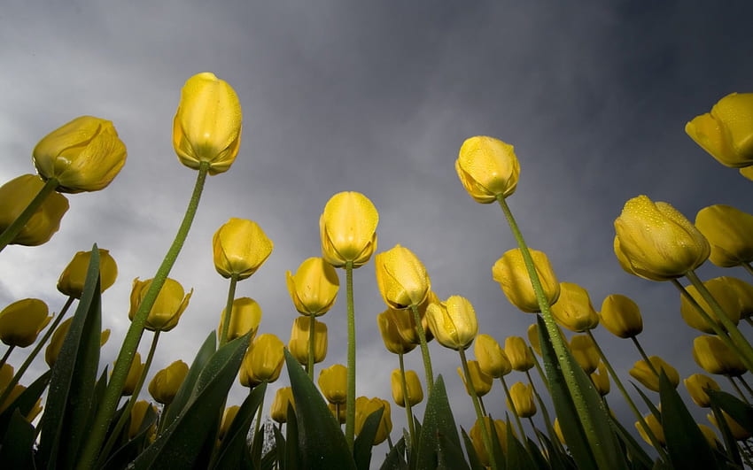 tulipán, planta, amarillo, flor, verde, naturaleza fondo de pantalla