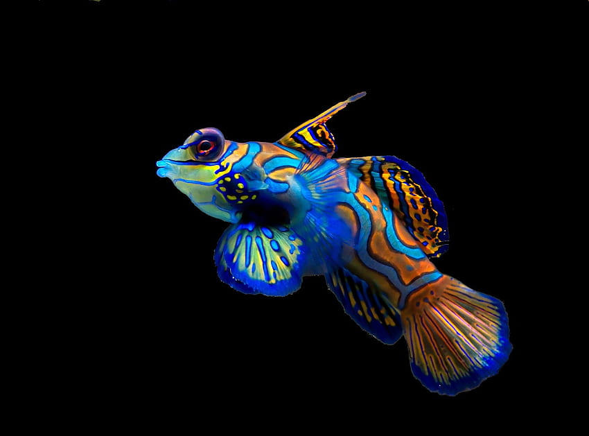 Themes - Real Life Rainbow Fish HD wallpaper