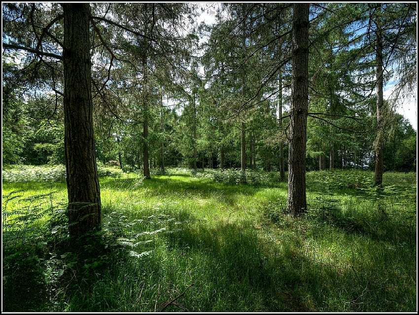 Зелен килим сред дърветата, килим, дървета, зелено HD тапет