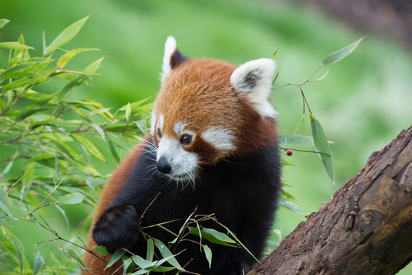 Animals, Animal, Nice, Sweetheart, Bamboo, Red Panda HD wallpaper | Pxfuel