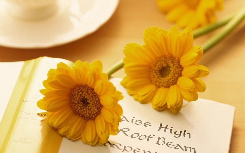 Bunga: Bunga Kuning Bunga Buku Alam Bagus Manis Kecantikan Lucu Wallpaper HD
