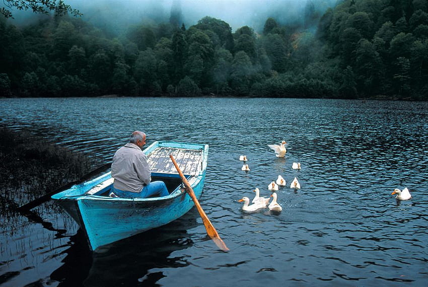 Green Lake, ducks, fog, green, trees, rowboat, forest, lake HD wallpaper