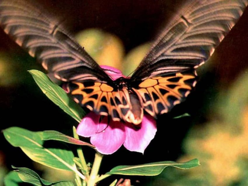 Kupu-kupu Closeup, closeup, bunga, kupu-kupu Wallpaper HD