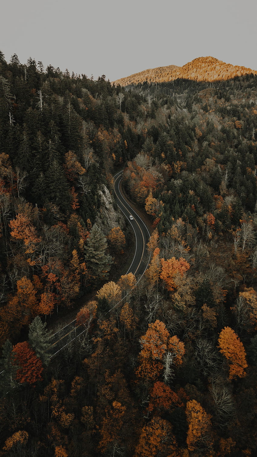 Nature, View From Above, Road, Forest, Overview, Review, Height HD phone wallpaper