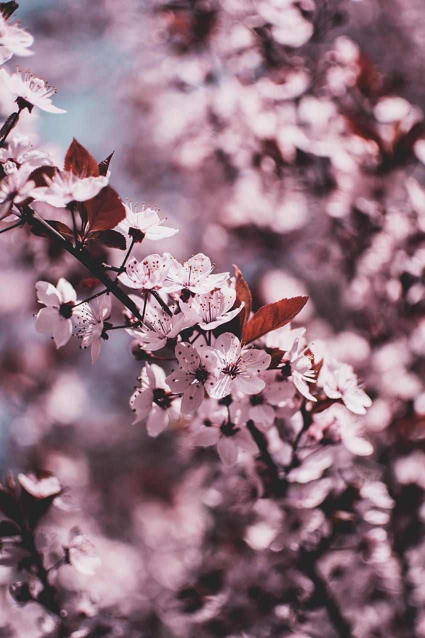 春, 花, ぼかし, 滑らかな, ブルーム, 開花, 枝 HD電話の壁紙