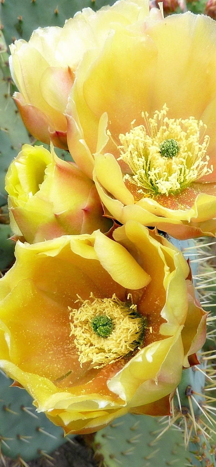Yellow cactus flowers, thorns HD phone wallpaper