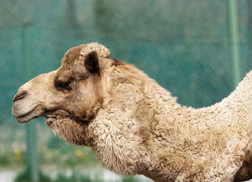Animals, Muzzle, Profile, Wool, Camel HD wallpaper