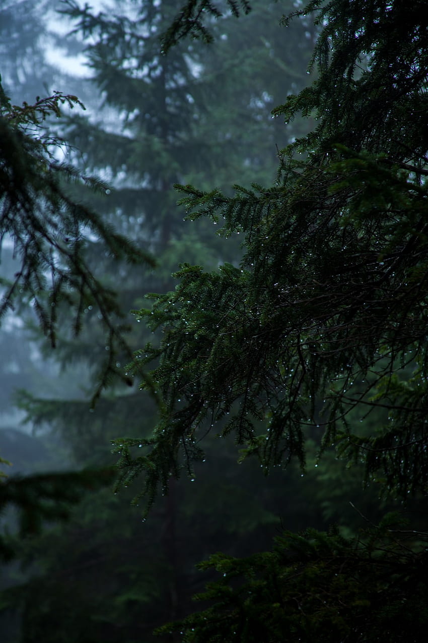 Forêt tropicale [Superbe!], Sombre Rainy Mountain Fond d'écran de téléphone HD