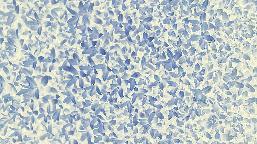 for , laptop. nature blue white leaf grass garden flower pattern HD wallpaper