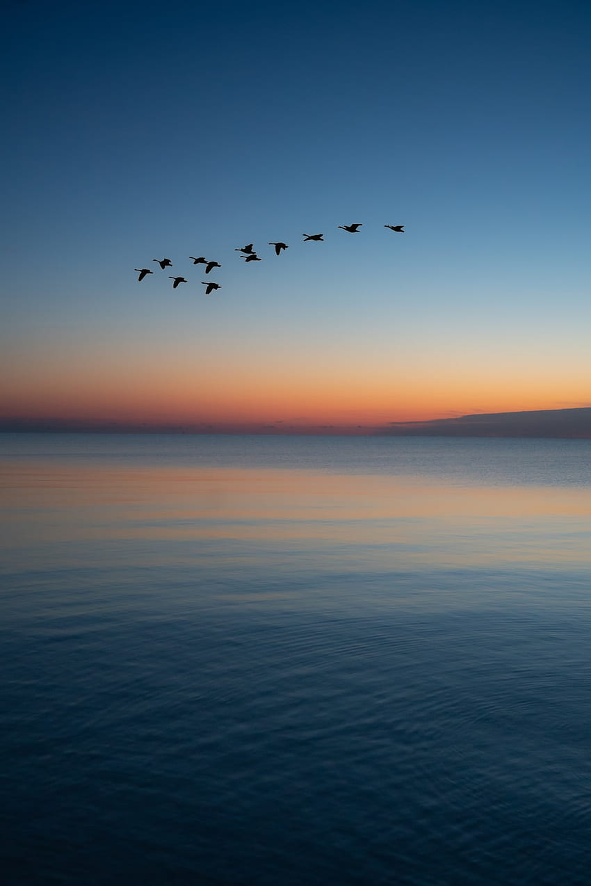 일몰 동안 바다 위로 날아가는 새 – Unsplash, Sunset Bird HD 전화 배경 화면