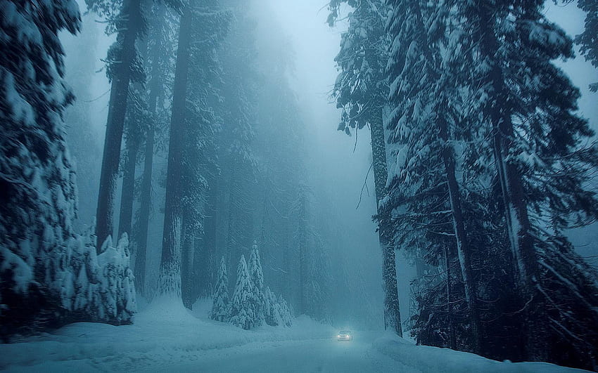 冬の森の夜、夜の雪の森 高画質の壁紙