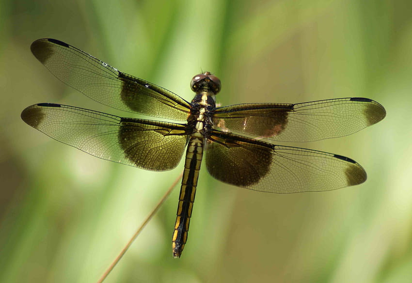 Dragonfly, animal, bug, insect HD wallpaper