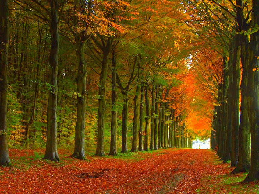 Colors of Autumn, cool HD wallpaper