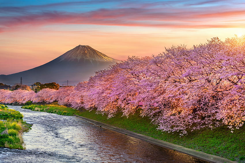 Cherry blossom, Mountain fuji, Sunrise, Japan, Spring HD wallpaper