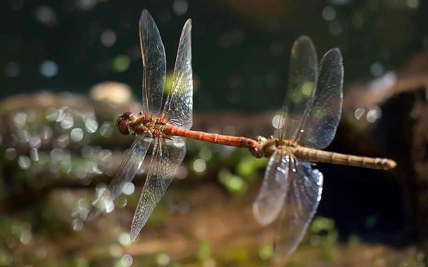 Dragonfly, wings, bug, insect HD wallpaper