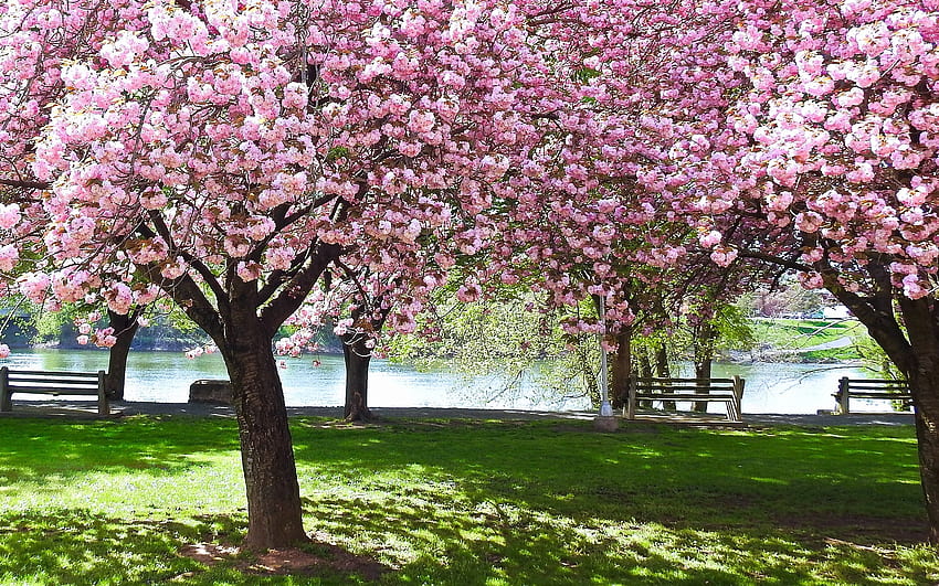 Parque com cerejas, cerejas, flores, bancos, passeio, parque papel de parede HD