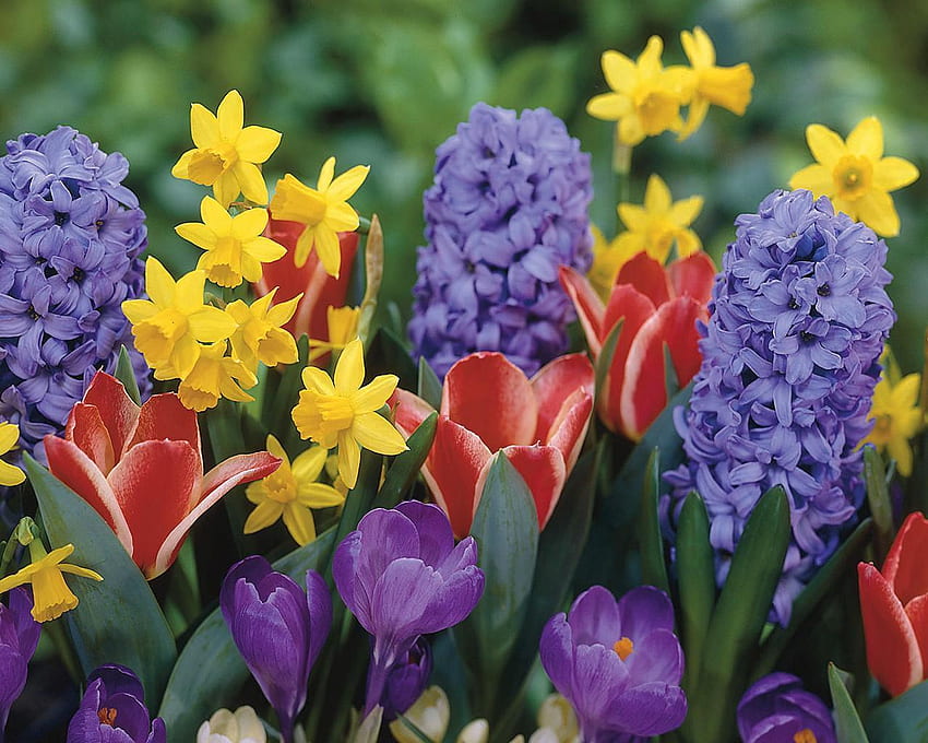 Letni dzień, tulipan, bukiet, kolory, fioletowy, różowy, żółty, natura, kwiaty, wiele Tapeta HD
