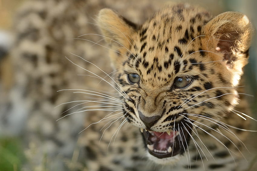 Animais, Leopardo do Extremo Oriente, Leopardo de Amur, Jovem, Bezerro, Gatinho, Gatinho, Leopardo, Agressão, Sorrir papel de parede HD