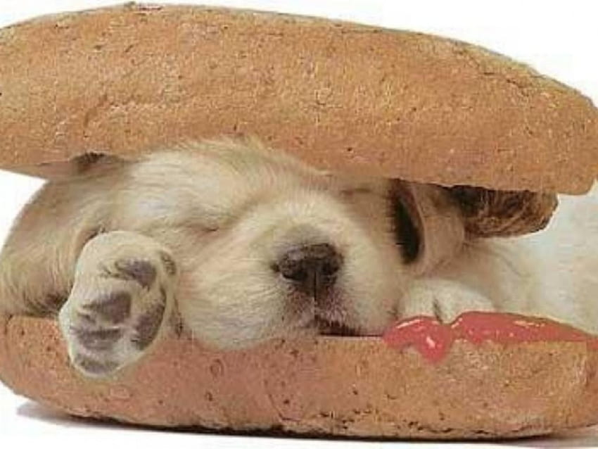 hotdog puppy, anyone hungry, nice and warm here HD wallpaper