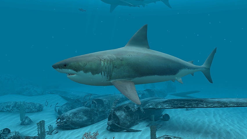 Sharks - สกรีนเซฟเวอร์ 3D Great White & ถ่ายทอดสด ใต้น้ำ มีชีวิต ฉลาม วอลล์เปเปอร์ HD