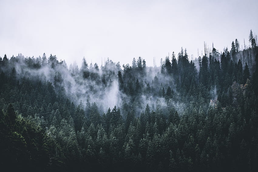 緑、森、霧、自然、木々、夜明け 高画質の壁紙
