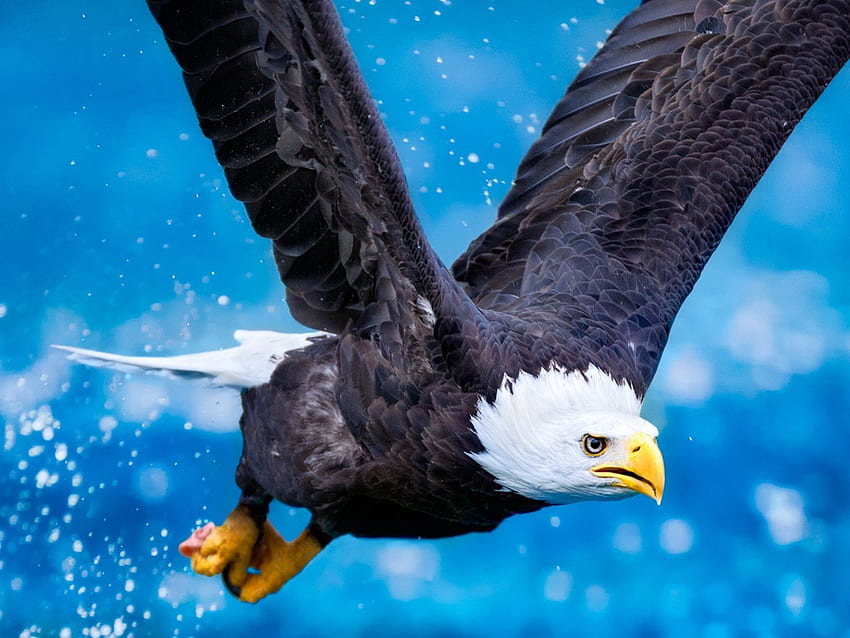 eagle in flight, flight, birds, eagle HD wallpaper