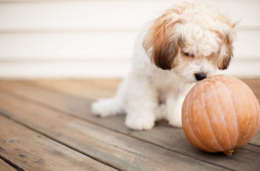 Anjing Lucu, anjing, graphy, labu, musim gugur, lucu Wallpaper HD