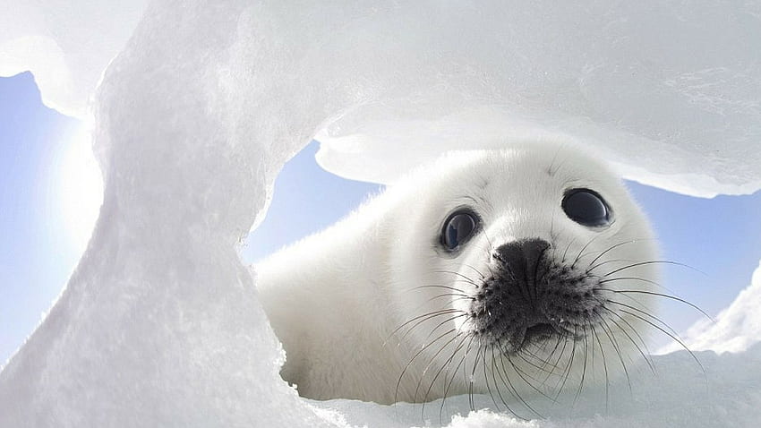 Aquamobile Swimming Baby Seal - Animal - -, Cute Seal HD wallpaper