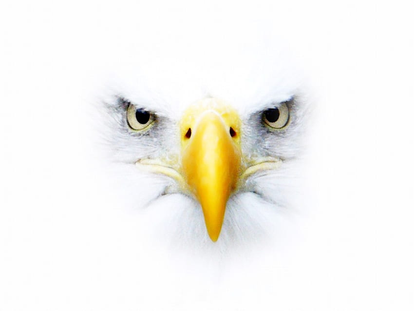 EAGLE FACE, face, bird, 3d, eagle HD wallpaper
