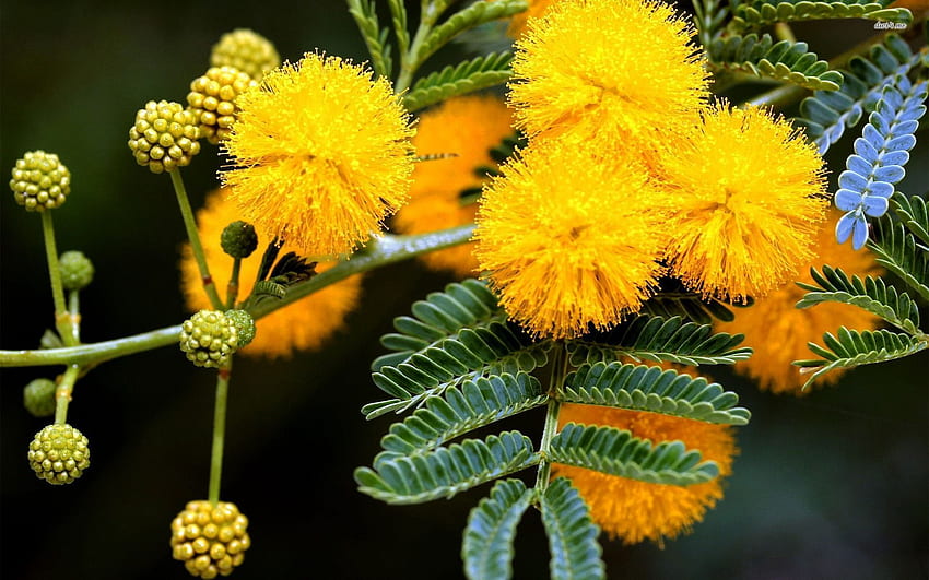 Mimoza - Kwiat Tapeta HD