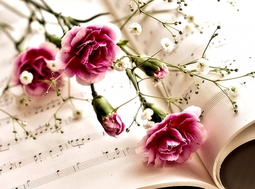 Carnation Flowers, Flowers, Nature, pretty, Book HD wallpaper