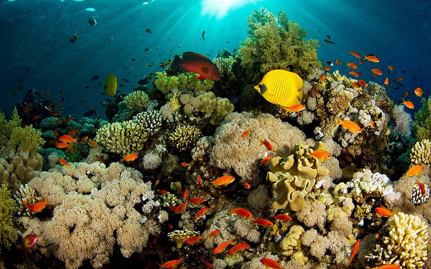Of coral reef and lots of fish. Animals HD wallpaper | Pxfuel