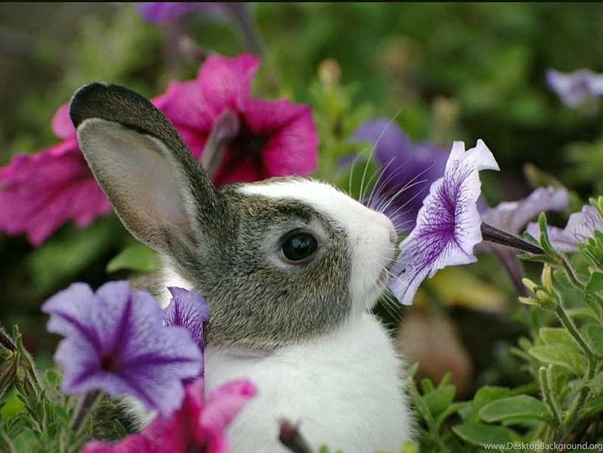 Small cute bunny by xRebelYellx on DeviantArt