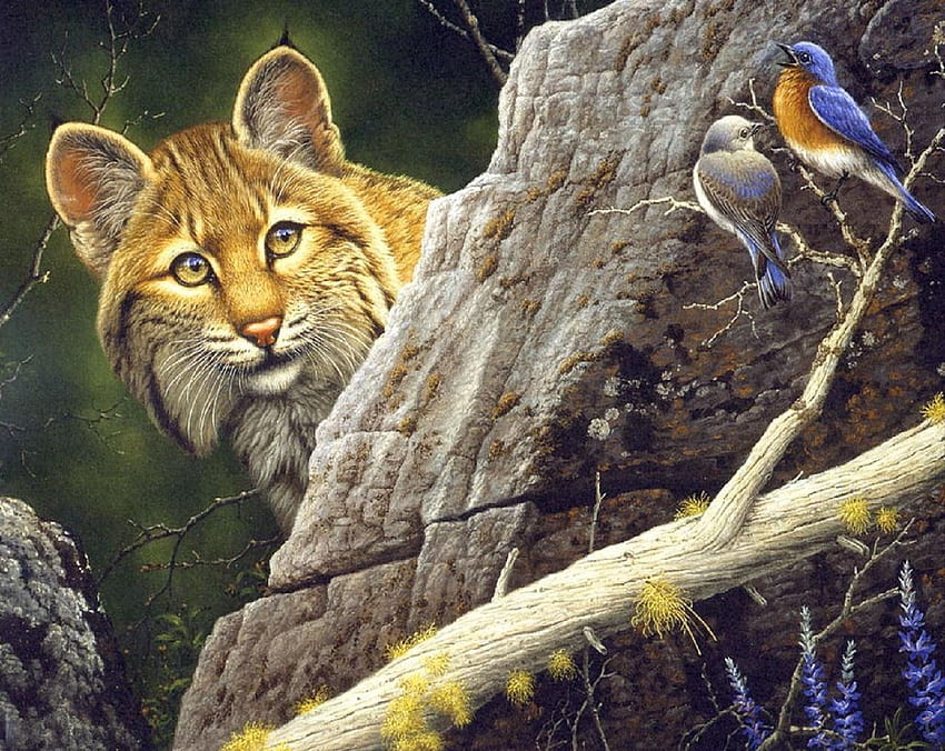 Bobcat Mencari Makan Malam, cabang, burung, batu, kucing hutan Wallpaper HD