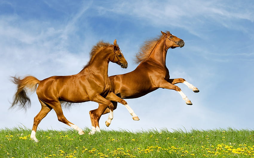 馬のジャンプ、動物、馬、走る、草、ジャンプ 高画質の壁紙