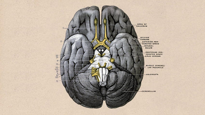 des Gehirns: Anatomie, Vintage Anatomie HD-Hintergrundbild