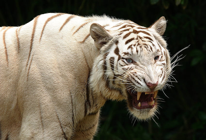 Zwierzęta, agresja, uśmiech, drapieżnik, tygrys, albinos Tapeta HD