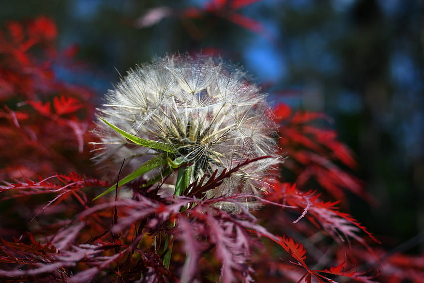 ดอกไม้ พืช ดอกแดนดิไลออน ปุยฝอย เมเปิ้ลญี่ปุ่น วอลล์เปเปอร์ HD