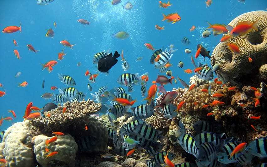criaturas subaquáticas do mar, mar, embaixo da agua, peixe, criaturas papel de parede HD