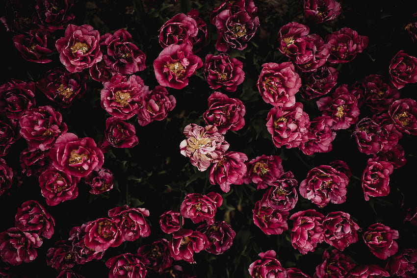 Blumen, Tulpen, Blütenblätter, Blüte, Blüte, Blumenbeet, Blumenbeet, Knospen HD-Hintergrundbild