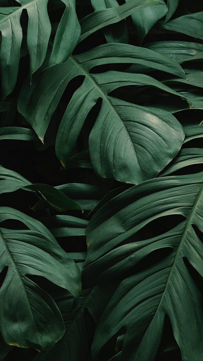 Ästhetische dunkelgrüne Blätter, ästhetisches Blatt HD-Handy-Hintergrundbild