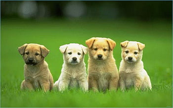Puppies   Cute fluffy dogs Cute puppies Cute animals