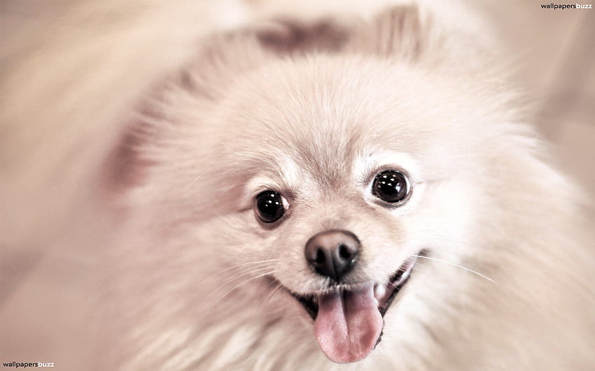 Dog Smile HD wallpaper | Pxfuel